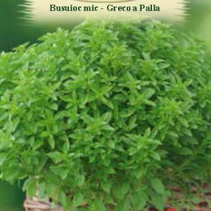 Busuioc mic Greco a Palla (0,4 g), seminte planta aromatica Ocimum basilicum, busuioc grecesc tufa mica, frunze verzi, foarte parfumate, Agrosem - Img 2