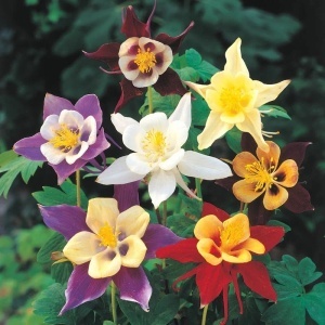 Caldarusa mix (0,25 g) seminte Aquilegia vulgaris perena, flori cu forma unica, multicolore, Kertimag
