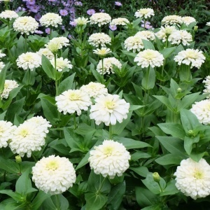 Carciumarese albe Polar Bear - Cynia Wytworna Daliowa (1 g) seminte Zinnia elegans cu flori mari alb imaculat, Legutko - Img 3