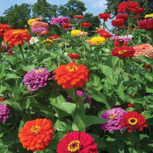Carciumarese amestec de culori (2 g), seminte plante ornamentale Zinnia elegans, flori batute colorate, Kertimag