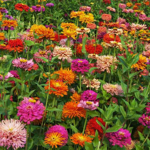 Carciumarese cactus amestec de culori (2 g), seminte plante ornamentale Zinnia elegans, carciumarese flori tip cactus, Kertimag