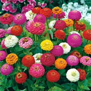 Carciumarese Lilliput mix (2 g) seminte Zinnia elegans, carciumarese flori mici batute, amestec de culori aprinse, Kertimag - Img 5