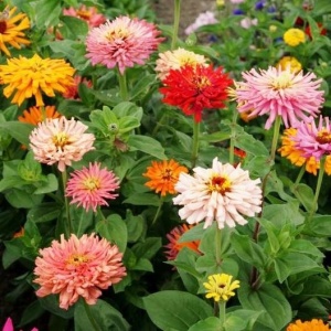 Carciumarese mix - Cynia Wytworna Chryzantemowa (1 g) seminte Zinnia elegans Ostrich cu flori mari aspect pana de strut, Legutko - Img 2