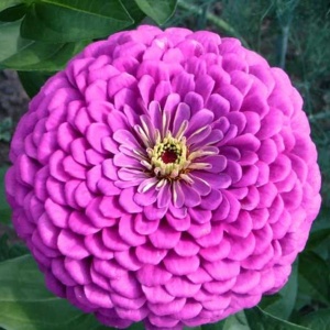 Carciumarese mov Violet Queen (1 g) seminte Zinnia elegans, flori mari duble, violet-purpuriu intens, Legutko