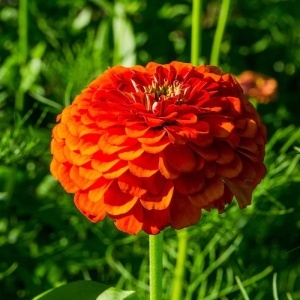 Carciumarese portocalii Orange King - Cynia Wytworna Daliowa (1 g) seminte Zinnia elegans cu flori mari portocaliu intens, Legutko - Img 2