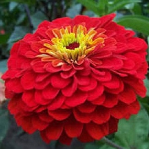 Carciumarese rosii (2 g) seminte Zinnia elegans, flori mari, batute, rosu intens, Kertimag