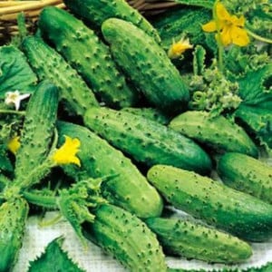 Castraveti cornichon Piccolo di Parigi (3 g), seminte soi productiv timpuriu, consum proaspat sau conservat, Prima Sementi - Img 2