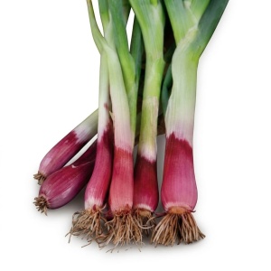 Ceapa perena Red Toga (2 g) seminte ceapa roșie perena, recolte bogate, Legutko