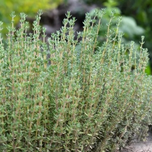 Cimbrisor (0,5 g), seminte planta aromatica perena Thymus vulgaris, cimbru de camp, lamaioara, Kertimag - Img 3