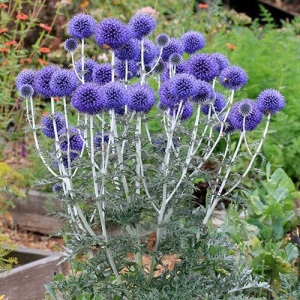 Ciulin Albastru - Przegorzan (1 g) seminte Echinops ritro cu flori globulare albastru-violet, Legutko - Img 3