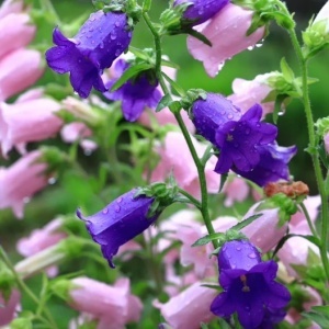 Clopotei de gradina mix - Dzwonek Ogrodowy (0,1 g) seminte Campanula medium, flori clopotei mari, culori pastel, Legutko - Img 3