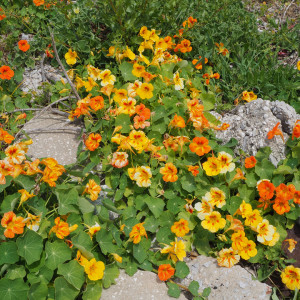 Coltunasi taratori mix (15 g) seminte planta ornamentala urcatoare, antidaunatori Condurul Doamnei, Kertimag - Img 6