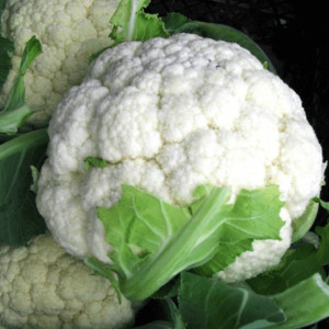 Conopida Igloo (0,8 g), seminte soi semitimpuriu productiv, capatana mare, alba, Agrosem