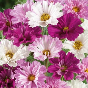 Cosmos Double Click (1 g) seminte Cosmos bipinnatus, Maratite cu flori duble, extrem de bogate, Legutko - Img 4