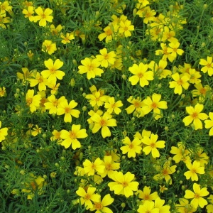 Craite Lulu (0,3 g) seminte Tagetes tenuifolia, craite fine cu flori mici galben-canar, parfum de citrice, Legutko - Img 3