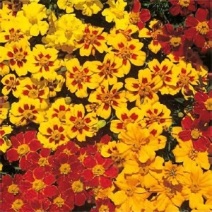 Craite mix - Aksamitka Rozpierzchla (1 g) seminte Tagetes patula nana, craite frantuzesti pitice, diverse soiuri si culori, Legutko