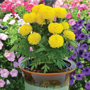 Craite pitice galben lemon (1 g), seminte planta ornamentala Tagetes erecta, Kertimag - Img 3