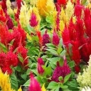Creasta Cocosului plumosa mix (0,5 g), seminte plante ornamentale Celosia plumosa, flori bogate, culori aprinse, Kertimag - Img 2