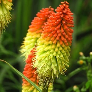 Crin Faclie Trytoma Knifofia (0,2 g) seminte Kniphofia uvaria, flori spectaculoase cu rosu, portocaliu, galben, Legutko - Img 2