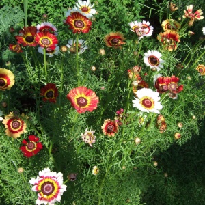 Crizanteme mix (0,8 g) seminte Chrysanthemum carinatum, tufanele tricolore, Mefim Agro - Img 5