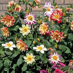 Flori multicolore de Dahlia variabilis Collarette Dandy pitică în grădină
