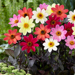 Dalie Gherghina amestec de culori (1 g), seminte plante decorative Dahlia variabilis, Kertimag - Img 2