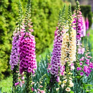 Degetel pitic mix (0,5 g) seminte Digitalis purpurea, flori clopotei amestec de culori, Legutko - Img 2