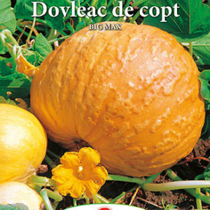 Dovleac de copt Big Max (2,5 g), seminte soi productiv, dovleci mari, pulpa groasa, dulce, Prima Sementi - Img 3