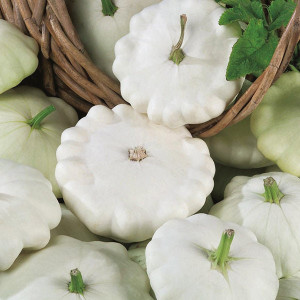 Dovlecei Custard White (5 g), seminte soi semitimpuriu, dovlecel Patison alb, Prima Sementi - Img 2