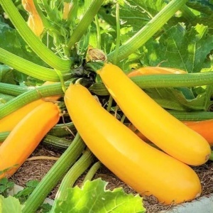 Dovlecei mix Black Beauty si Goldena (6 g) seminte soiuri tip tufa, amestec zucchini verde inchis si galben intens, Kertimag - Img 2