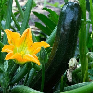 Dovlecei Nero di Milano (10 g), seminte soi viguros dovlecel zucchini foarte gustos, Raci Sementi - Img 2