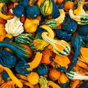 Dovlecei ornamentali Autumn Wings (1 g) seminte Cucurbita pepo, tartacute spectaculoase decorative, culori bogate, Legutko - Img 2