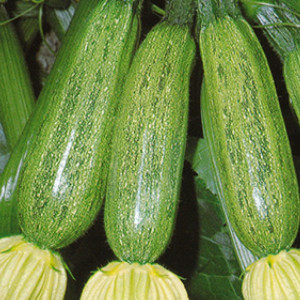Dovlecei zucchini Greyzini F1 (1,5 g), seminte hibrid timpuriu, dovlecel fara vrej, Agrosem