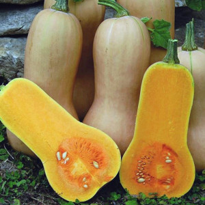 Dovlecel placintar Waltham Butternut (1,5 g), seminte soi semitardiv dovleac placintar, gust dulce, Agrosem - Img 2