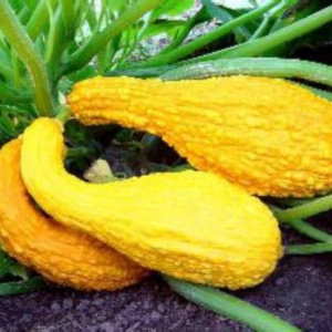Dovlecel Yellow Crookneck (1 g) seminte dovlecei galben intens si forma interesanta, miez gustos, fin, untos, Legutko - Img 2