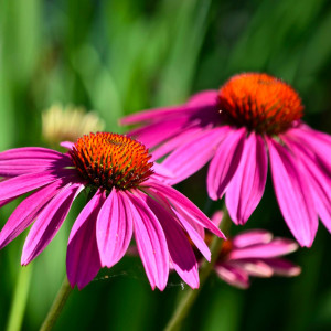 Echinacea-Palaria Soarelui (0,5 g), seminte planta medicinala perena Echinacea purpurea, flori medicinale decorative, Kertimag