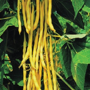 Fasole Corona d'Oro (10 g) seminte fasole urcatoare, pastai fideluta galben-aurii fara ate, Prima Sementi