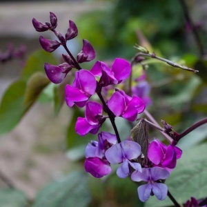 Fasole Egipteana - Fasolnik Egipski (3 g) seminte de Dolichos lablab, planta cataratoare cu flori si pastai violet intens, Legutko