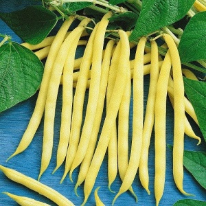 Fasole Fiacre Giallo (10 g) seminte soi timpuriu productiv, fasole urcatoare fideluta galbena, fara ate, Prima Sementi