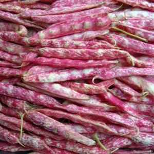 Fasole Gipsy (50 g) seminte fasole pitica cu pastai si boabe pestrite, alb-bej cu rosu inchis, foarte productiva, Kertimag - Img 3