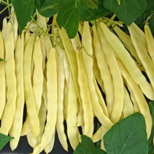 Fasole Goldfield (80 g) seminte soi timpuriu fasole urcatoare galbena, pastai late, lungi, fara ate, Agrosem