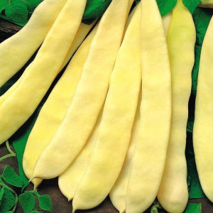 Fasole pitica Supernano Giallo (80 g), seminte soi semitimpuriu, fasole oloaga galbena lata, fara ate, Agrosem