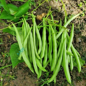 Fasole Saxa (80 g) seminte fasole pitica, pastai verzi, fragede, soi rezistent la boli, Opal - Img 2