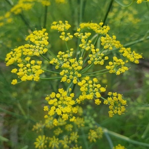 Fenicul pentru seminte (1 g) seminte planta aromatica Foeniculum vulgare dulce, seminte aromate, Kertimag
