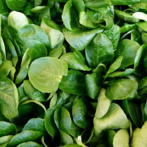 Fetica - Salata mielului (2 g) seminte Valerianella locusta, frunze pentru salata, Kertimag - Img 2