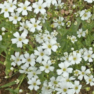 Floarea Miresei anuala alba (2 g), seminte planta ornamentala anuala Gypsophila elegans, flori mici, albe, delicate, Kertimag - Img 2
