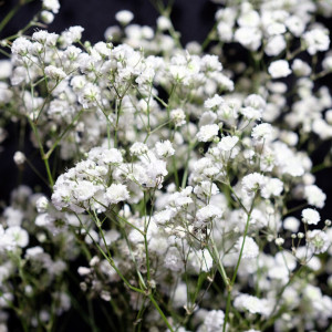 Floarea Miresei perena alba (0,15 g), seminte planta ornamentala Gypsophila paniculata, flori mici, albe, paniculate, Agrosem