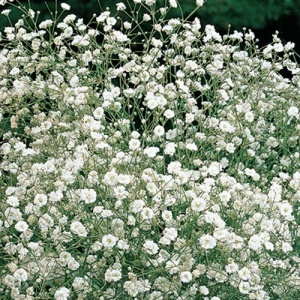 Floarea Miresei perena alba - Gipsowka Wiechowata (1 g) seminte Gypsophila paniculata, flori delicate, albe, Legutko - Img 2