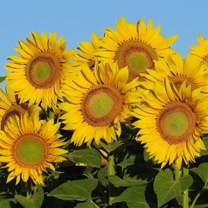 Floarea Soarelui Amor mix (3 g) seminte Helianthus annuus, flori mari cu petale galbene si centrul intunecat, Legutko - Img 5