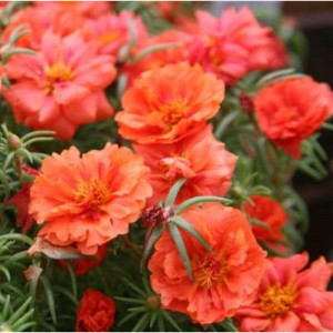 Flori de piatra duble portocalii (0,1 g), seminte planta ornamentala Portulaca grandiflora, flori portocalii stralucitoare, Agrosem